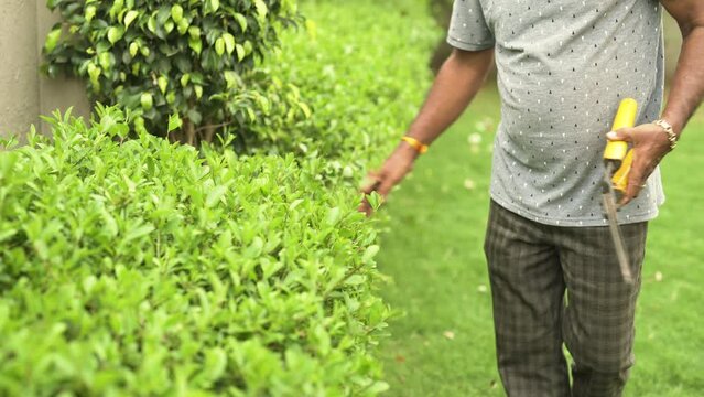 Happy healthy Indian senior gardener retiree cutting working with Scissor, trimming bushes, touch leaf gently taking care of green plants, in garden outside his house. Concept of gardening