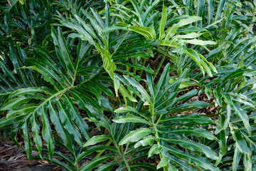 beach vegetation texture green