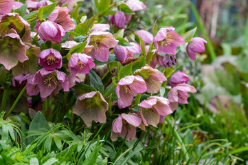 Helleborus purpurascens pink purple early spring flowering plant, beautiful flowers in bloom with green leaves