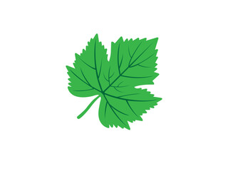 Leaf vein maple stock illustration .