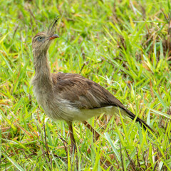 The red-legged seriema or crested cariama (Cariama cristata) is a mostly predatory terrestrial bird in the seriema family (Cariamidae)