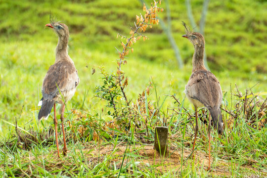 Imágenes de Chunga: descubre bancos de fotos, ilustraciones, vectores y ...