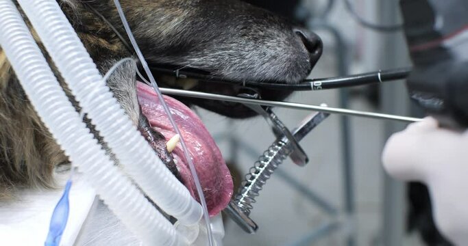 Endoscopic examination of a dog in a veterinary clinic with a flexible gastroscope probe. Close-up of a veterinarian's hands inserting a gastroscope probe into an anesthetized dog's open mouth.