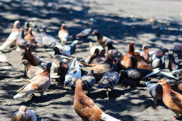 panoramic view of hordes of beach birds relaxing on the sand of Cacalan Banyuwangi beach.
