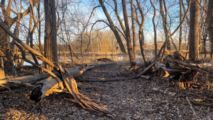 trees in the forest leading to lake