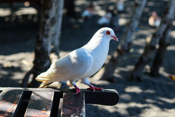 dove view white is enjoying a walk on the sand of Cacalan beach, Banyuwangi
