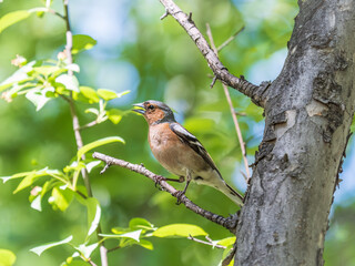 Common chaffinch, Fringilla coelebs, sits on a branch in spring on green background. Common chaffinch in wildlife.