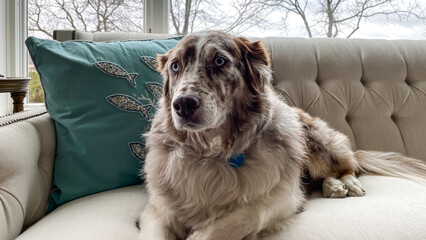 Australian Shepard Dog on the couch