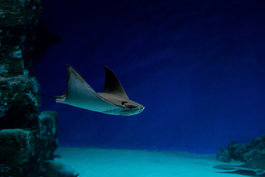 Ray fish swimming underwater. Fauna, marine life