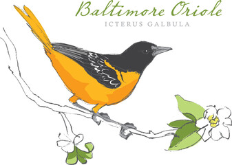 Vector illustration of a hand drawn Baltimore Oriole bird sitting on a branch.