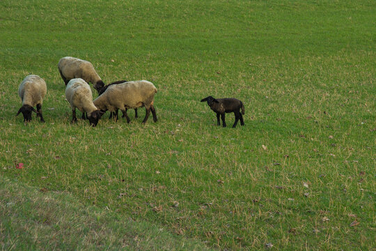 pecore siamesi 