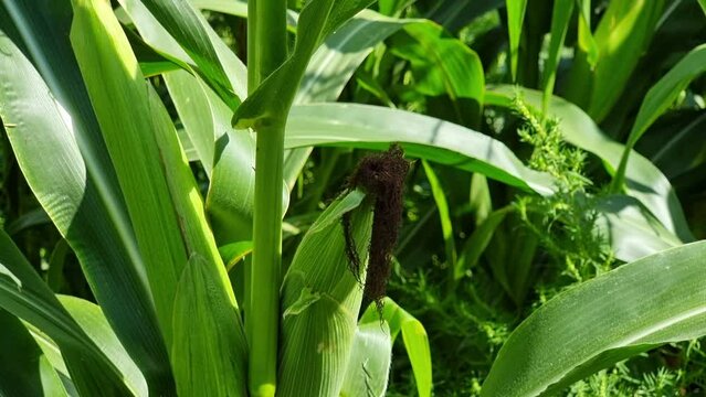 A ripening head of corn on the stem among the green leaves in the field. Close-up. Harvesting.