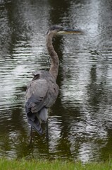 great heron in the water