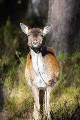 Eurasian female deer stands on its feet and looks into a camera in the forest on sunny fall day.