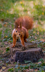 Lovely red Squirrel. Red Squirrel stands on a tree stump in the park on sunny fall day and looks into a camera.	