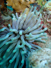 Fototapeta na wymiar giant anemone