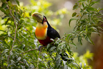 The green-billed toucan  or 
red-breasted toucan (Ramphastos dicolorus)