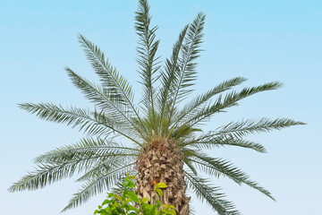 Beautiful palm tree against sky background