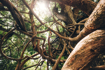 Curved tangled lianas and tree branches with a bright sunbeams backlight. Traveling inside Mauritius island. Exotic countries travel an beauty in Nature concept photo.