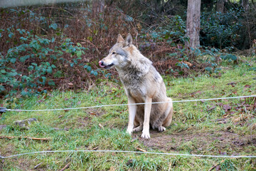 close up of a grey wolf in the forest