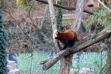 red panda on a tree