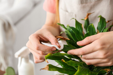 Woman wiping leaf of wilted houseplant with cotton pad at home, closeup