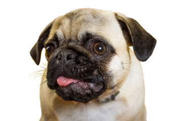 PNG. dog pug. little dog. dog's head. dog muzzle with pink tongue