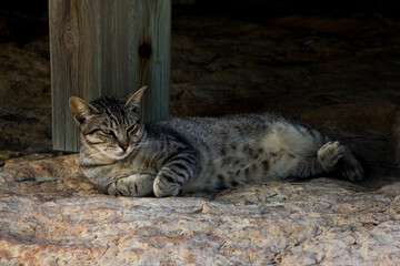 A striped cat laying down on a rock
