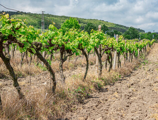 Fototapeta na wymiar Spring Vineyard with early blossoming leaves in the daytime.