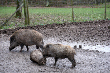 Close-up of two wild boars