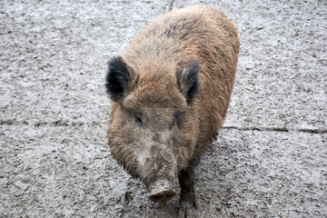 close up of a wild boar