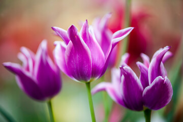 Colorful tulips in garden, spring,