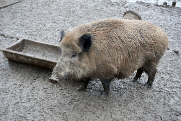 close up of a wild boar