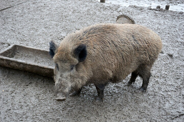 close up of a wild boar