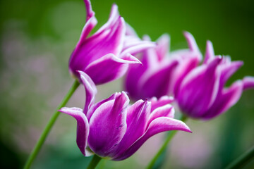 Colorful tulips in garden, spring,