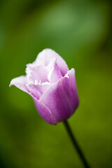Colorful tulips in garden, spring,