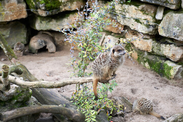 close up of a suricata suricatta on a branch