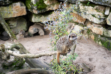 close up of a suricata suricatta on a branch