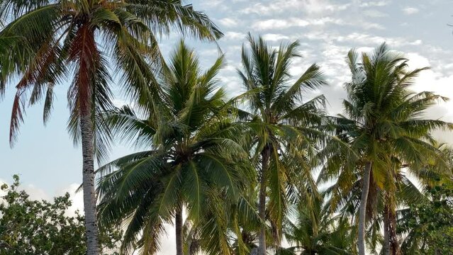 Maldives
Beach 
Kaafu
Bikini Beach
Sand beach
clear water
water sports
palm
sunset
clear water
white sand
light blue water
Indian Ocean
port
island
atoll
parrots
Kaani beach
Kaani 