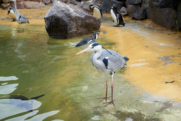 close up of a grey heron at the water