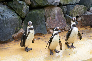 group of penguins at the water