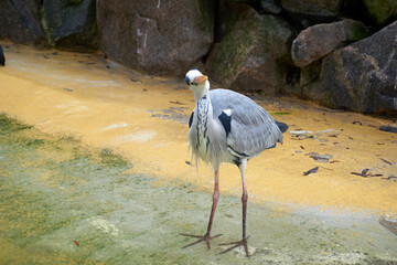 close up of a grey heron at the water
