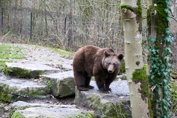 close up of a brown bear in the forest