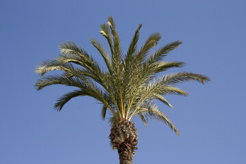 The crown of a palm tree
