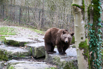 Obraz na płótnie Canvas close up of a brown bear in the forest