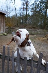 close up of brown and white goat on fence