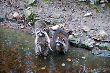 Close-up of three raccoons in the water