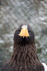 face portrait close up of a sea eagle