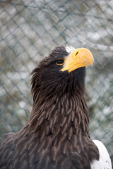 face portrait close up of a sea eagle