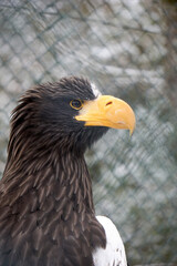 face portrait close up of a sea eagle